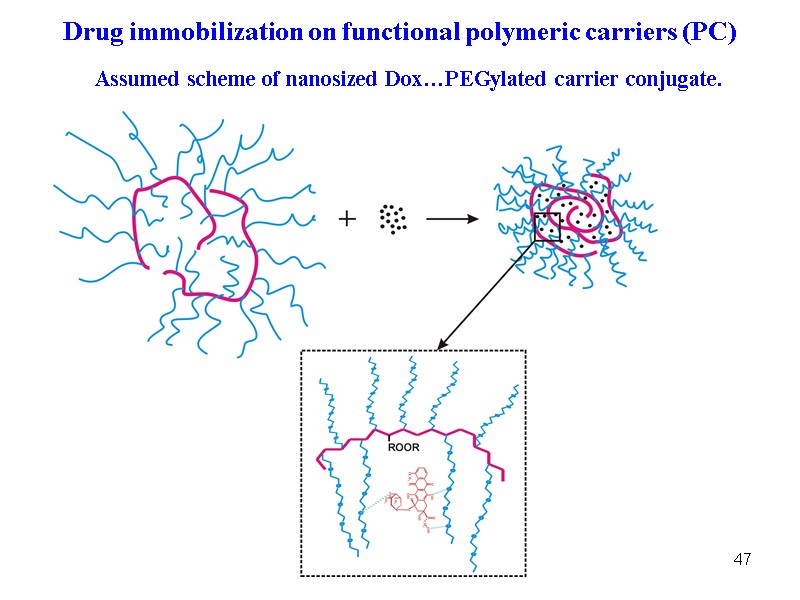 47 Assumed scheme of nanosized Dox…PEGylated carrier conjugate.  Drug immobilization on functional polymeric